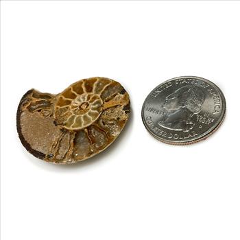 (2) Natural Genuine Ammonite Fossil  - Loose Stone