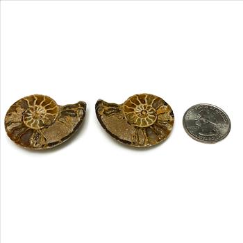 (2) Natural Genuine Ammonite Fossil  - Loose Stone