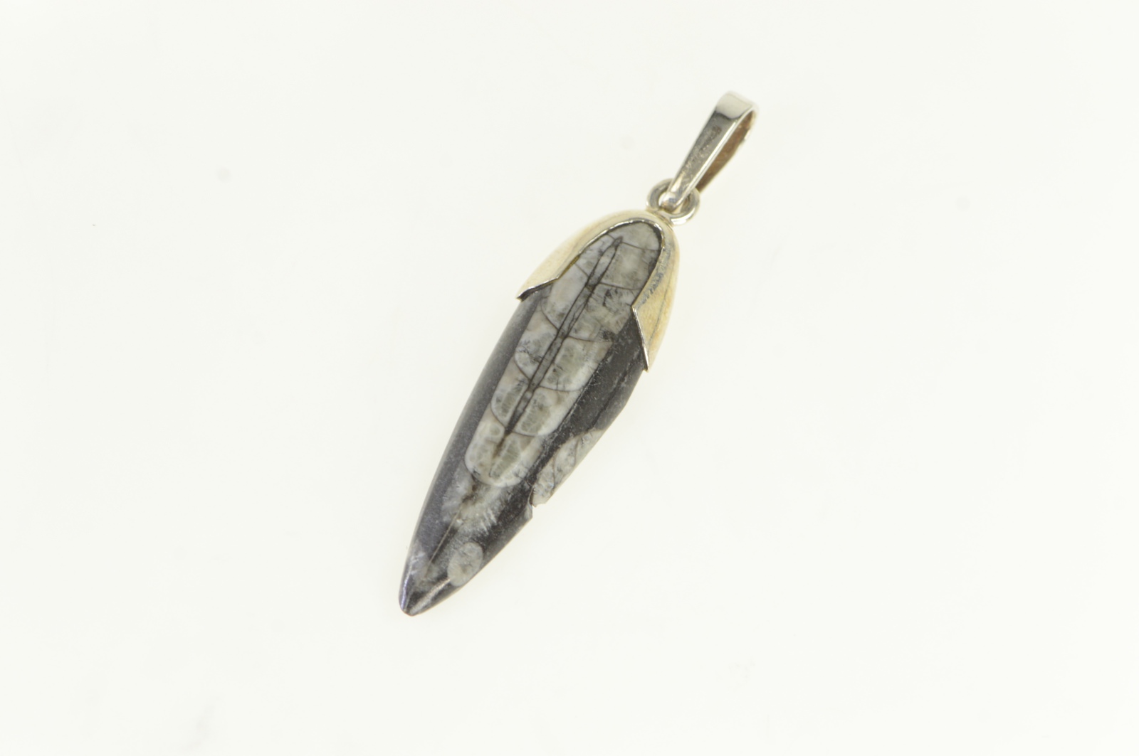 Sterling Silver Authentic Orthoceras Cephalopod Fossil Pendant