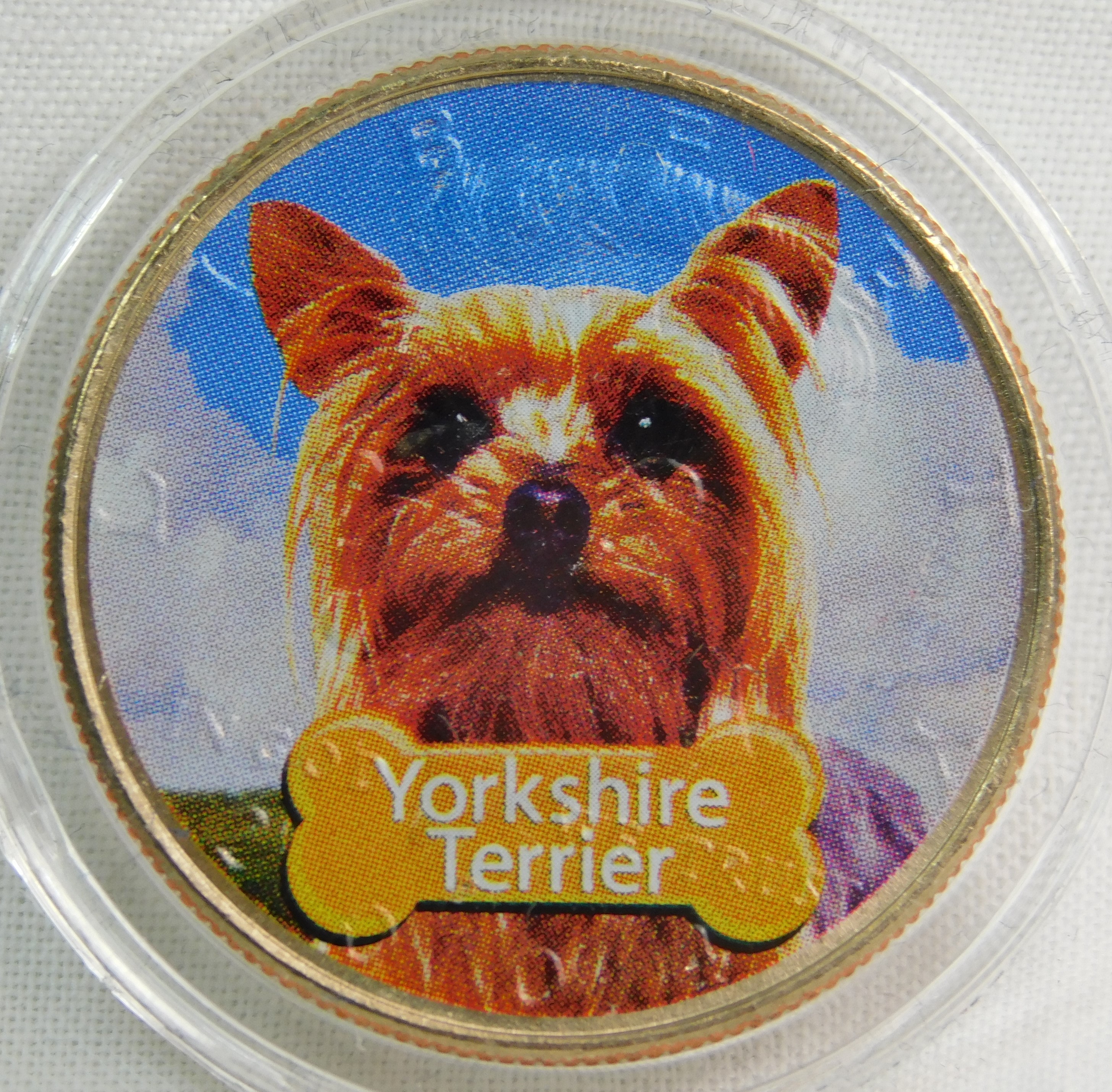 Yorkshire Terrier: Elegante E Pieno Di Energia - Cane Di Famiglia - Foto 6
