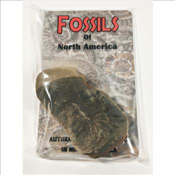Authentic Fossil Found in North America*Fossil Photos on Reverse of Card