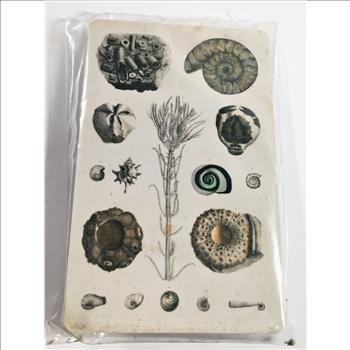 Authentic Fossil Found in North America*Fossil Photos on Reverse of Card