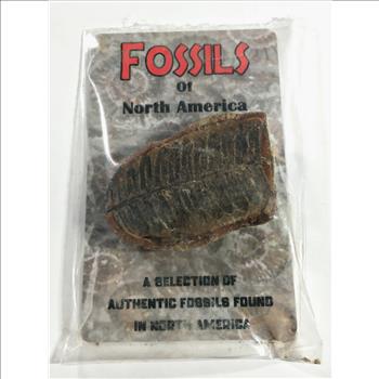 Authentic Fossil Found in North America*Fossil Photos on Reverse of Card