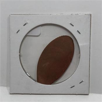 Elongated Sand Dollar