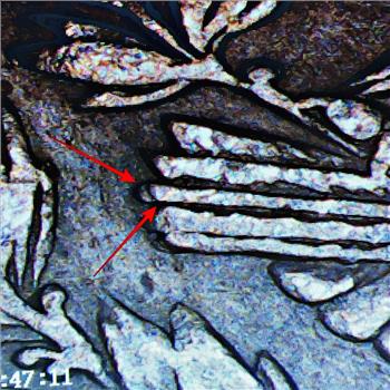 MINT ERROR*1879-S Morgan Silver Dollar*Long Nock Error