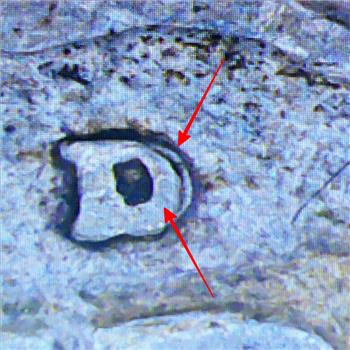 MINT ERROR*1956-D/D Repunched Mint Mark Silver Washington Quarter