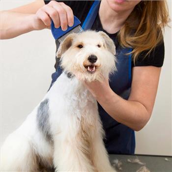 Pet Grooming Flea Comb for Cats & Dogs