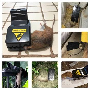 6 pc Heavy Duty Mouse Traps