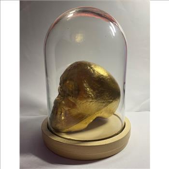 Skeleton Head in Glass Display