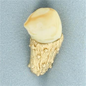 Vintage Large Animal Tooth Pin in 10k Yellow Gold