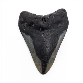 Authentic Megalodon Tooth: A Stunning Fossil from the Ancient Seas