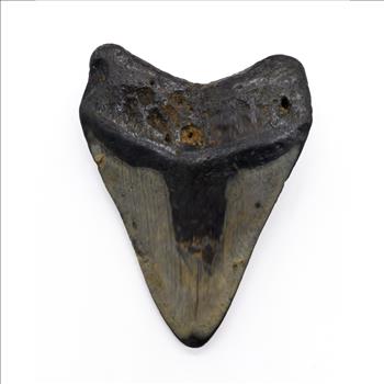 Authentic Megalodon Tooth: A Stunning Fossil from the Ancient Seas