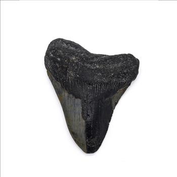 Authentic Megalodon Tooth: A Stunning Fossil from the Ancient Seas