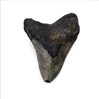 Authentic Megalodon Tooth: A Stunning Fossil from the Ancient Seas