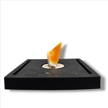 Delicate Ethiopian Opal from Ethiopia