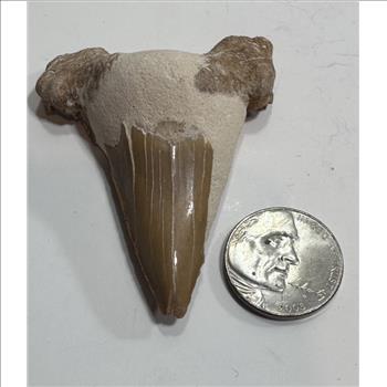 Large 27.2 Gram Natural Fossilized Shark Tooth
