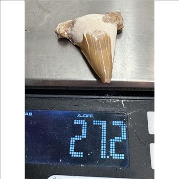 Large 27.2 Gram Natural Fossilized Shark Tooth